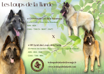 Voici le dernier des loups de la Tiarde né le 30 aout 2022 fils de notre lice sable S.R. Nuance Grise des Petites Merveilles d'Alloa et du superbe étalon fauve Corsini Red Affair de Mme Jolanda Prins  Thor reste à l'élevage dont il sera peut-être un étalo