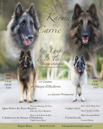 Voici le dernier des loups de la Tiarde né le 30 aout 2022 fils de notre lice sable S.R. Nuance Grise des Petites Merveilles d'Alloa et du superbe étalon fauve Corsini Red Affair de Mme Jolanda Prins  Thor reste à l'élevage dont il sera peut-être un étalo