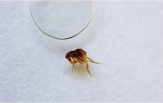 ネコノミの特徴と習性,ネコノミの被害,ネコノミの駆除