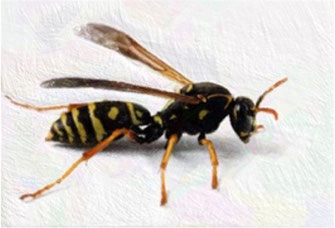 クロゴキブリの特徴と生態、クロゴキブリ駆除