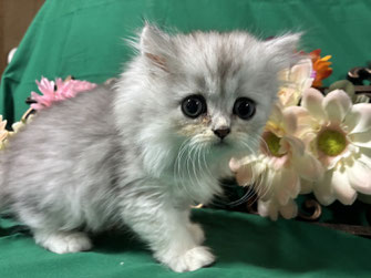 ミヌエット　仔猫　販売　京都　長毛