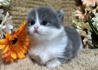 ミヌエット　仔猫　販売　京都　長毛