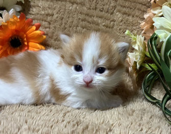 ミヌエット　仔猫　販売　京都　長毛