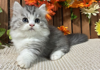 ミヌエット　仔猫　販売　京都　長毛