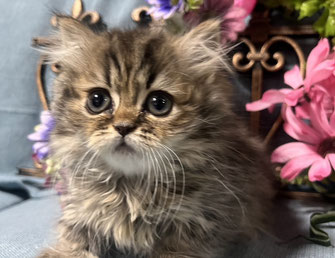 ミヌエット　仔猫　販売　京都　長毛