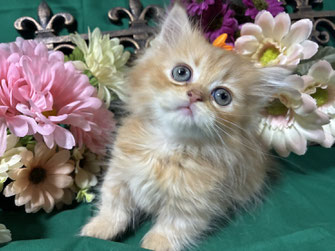 ミヌエット　仔猫　販売　京都　長毛
