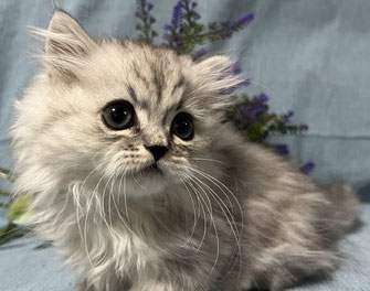 ミヌエット　仔猫　販売　京都　長毛