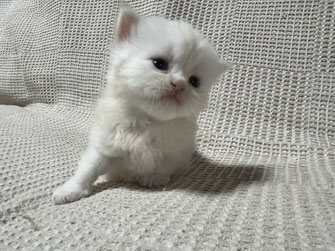 ミヌエット　仔猫　販売　京都　長毛