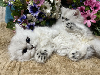 ミヌエット　仔猫　販売　京都　長毛