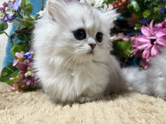 ミヌエット　仔猫　販売　京都　長毛