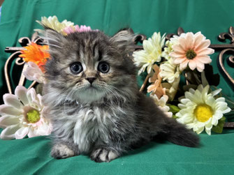 ミヌエット　仔猫　販売　京都　長毛
