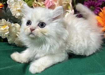 ミヌエット　仔猫　販売　京都　長毛