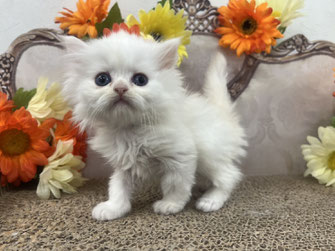 ミヌエット　仔猫　販売　京都　長毛