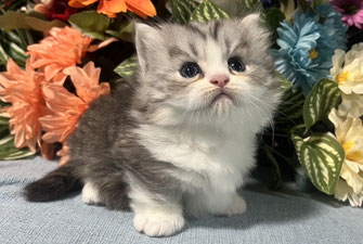 ミヌエット　仔猫　販売　京都　長毛
