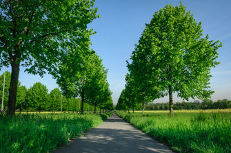 Stille sommerliche Lindenbaum Allee als Wandposter online kaufen oder kostenlos lizenzfrei herunterladen