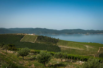 Weinanbau in Kroatien mit Blick auf das Meer