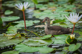 Eine kleine Ente schwimmend in dem Teich als Wandposter online kaufen oder kostenlos lizenzfrei herunterladen