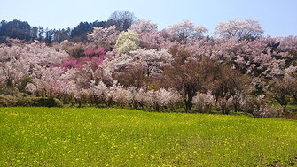 kayolinさん: 福島県福島市 花見山