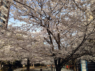 MASAMIさん：中央区八丁堀・桜川公園(3/31)