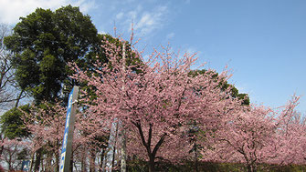 tyanmaruさん：密蔵院安行桜