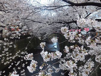 恵利子さん: 中目黒の桜
