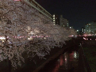 恵利子さん：夜桜