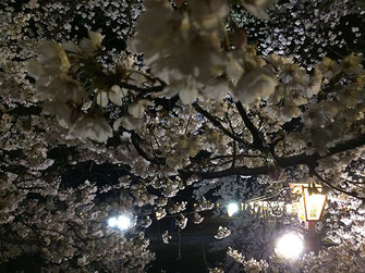 Oversさん: 柴田町さくら祭り