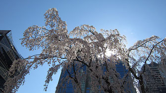 tyanmaruさん：赤坂サカスの三春桜