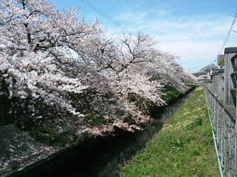 伊藤範昭さん：千葉県市川市・真間川の桜(4/6)