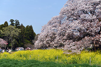 八重垣写真館さん: 吉高の大桜