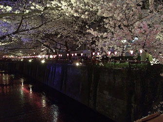 恵利子さん：夜桜