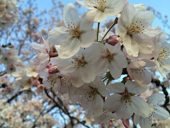 恵利子さん：桜どアップ