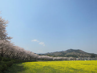 tyanmaruさん：巾着田の桜と菜の花