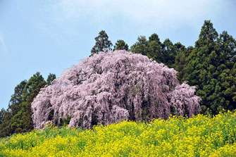 八重垣写真館さん：福島県二本松市・合戦場のしだれ桜
