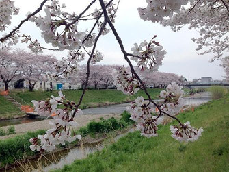 jpさん：埼玉県朝霞市黒目川の桜