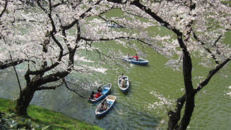 tyanmaruさん：北の丸公園の桜