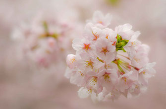 すばるαさん：桜色に染まる