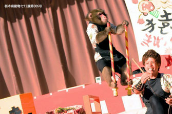 猿まわし 公演, 日光さる軍団, 太郎次郎一門, 日比谷大江戸まつり