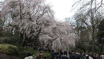 tyanmaruさん：曇天の六義園しだれ桜