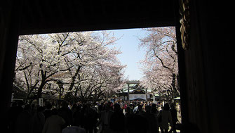 tyanmaruさん：靖国神社の桜