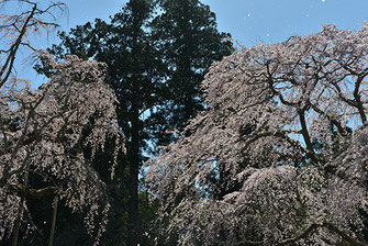 八重垣写真館さん: 山武市 長光寺のしだれ桜