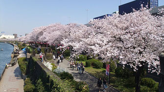 千囃蓮さん：隅田公園のさくら
