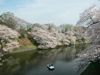  tyanmaruとお友達さん： 千代田区千鳥ヶ淵