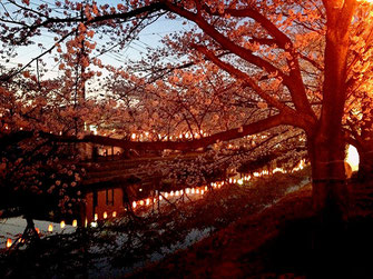 OL虹子さん：埼玉県草加市・葛西用水 桜並木(4/1)