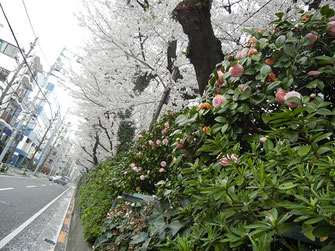 svanejyuさん：桜田通り