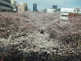 恵利子さん：目黒川