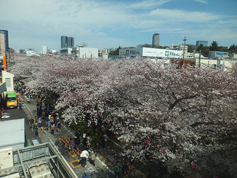 恵利子さん：目黒川