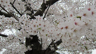 tyanmaruさん：多磨霊園で静かにお花見