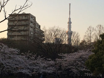 恵利子さん：満開！