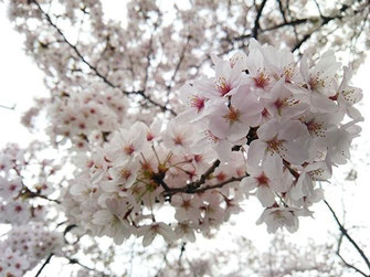 ごん太さん：東京都墨田区向島の桜